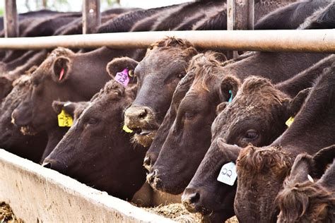 County youth livestock auction nets. . Wagyu cattle disadvantages